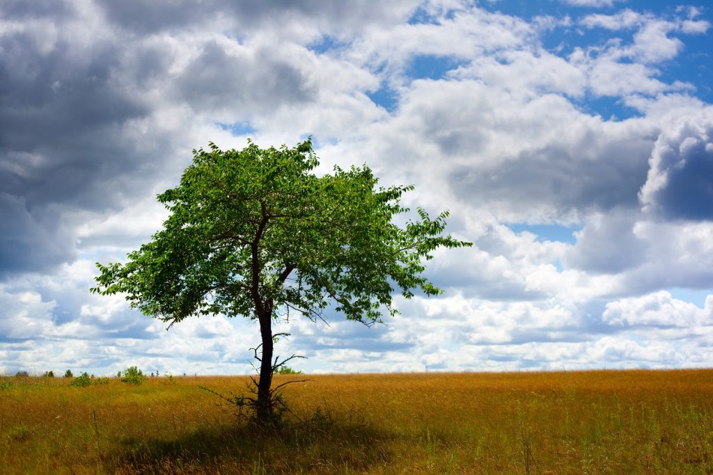 protege tu marca, gestiona tu marca