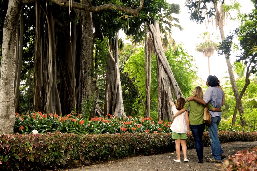 Parque García Sanabria Santa Cruz de Tenerife