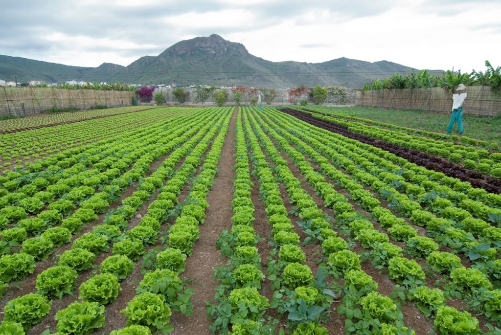 Finca ecológica situada en Valle de San Lorenzo que nutre las despensas del complejo turístico Parque Santiago.